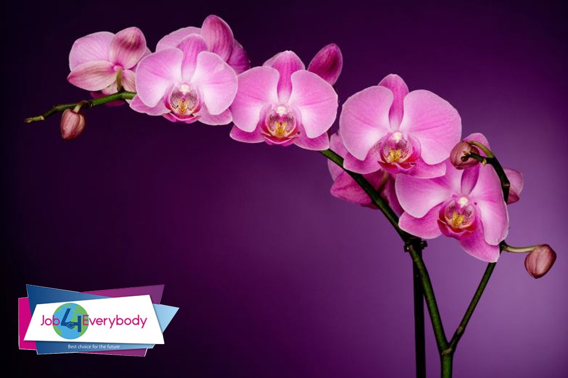 Darbas su orchidėjomis